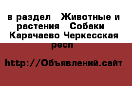  в раздел : Животные и растения » Собаки . Карачаево-Черкесская респ.